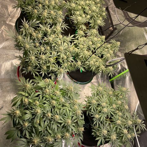 Pineapple Chunk growlog timeline photo
