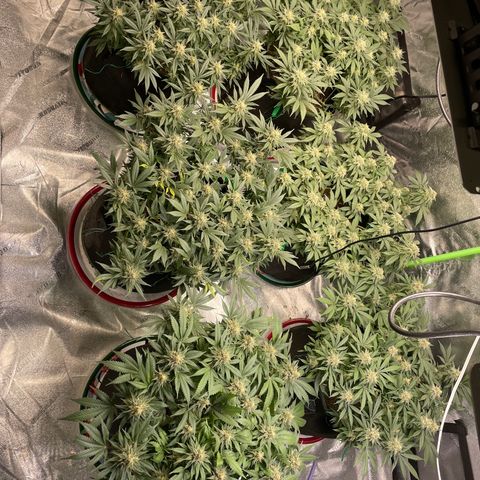 Pineapple Chunk growlog timeline photo