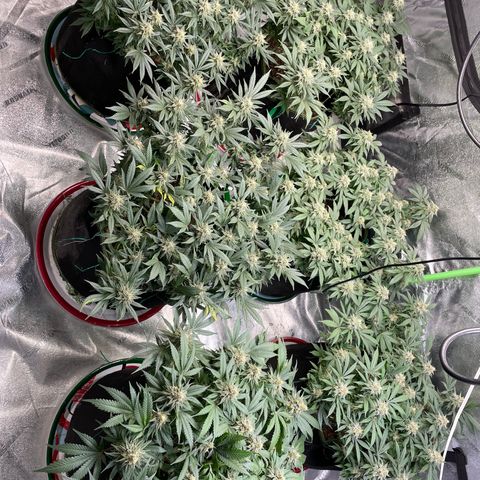 Pineapple Chunk growlog timeline photo
