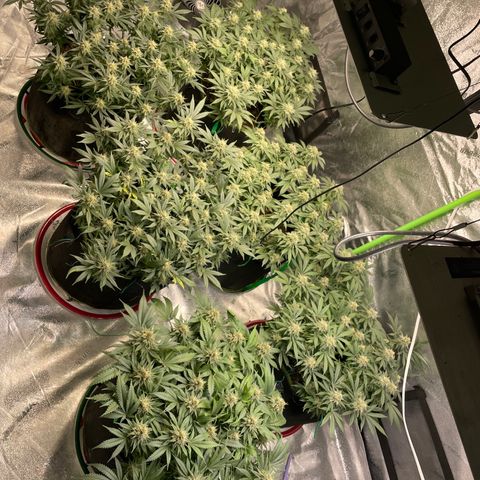 Pineapple Chunk growlog timeline photo