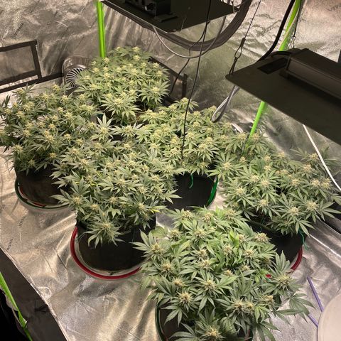 Pineapple Chunk growlog timeline photo