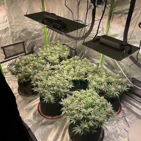 Pineapple Chunk growlog timeline photo