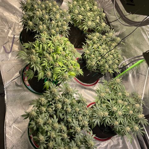 Pineapple Chunk growlog timeline photo