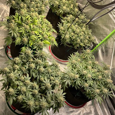 Pineapple Chunk growlog timeline photo