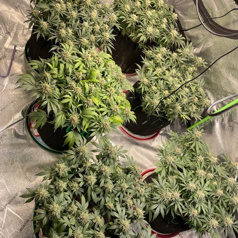 Pineapple Chunk growlog timeline photo