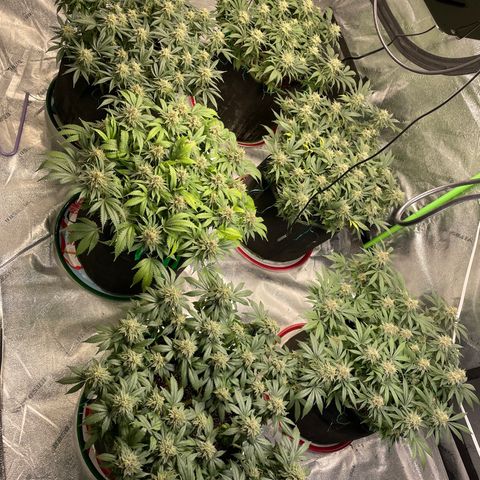 Pineapple Chunk growlog timeline photo