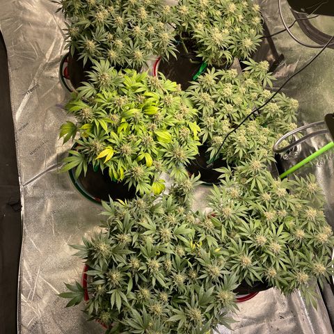 Pineapple Chunk growlog timeline photo