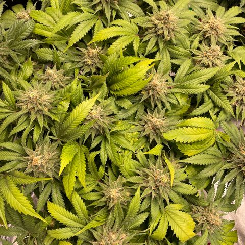 Pineapple Chunk growlog timeline photo