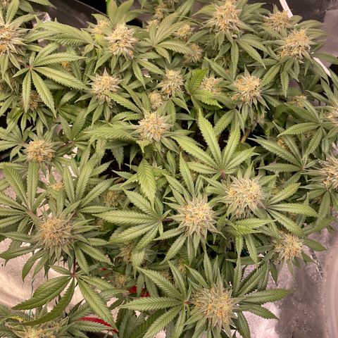 Pineapple Chunk growlog timeline photo
