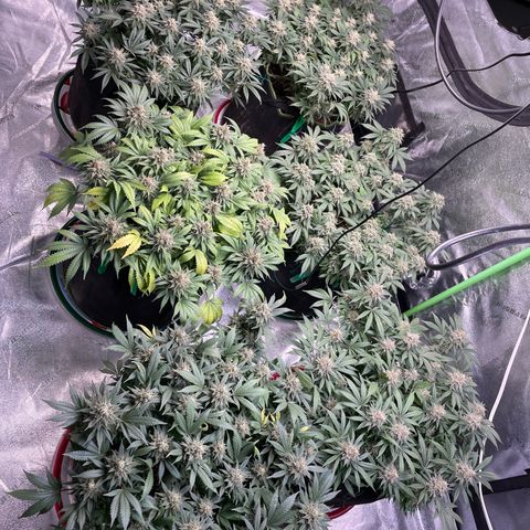 Pineapple Chunk growlog timeline photo