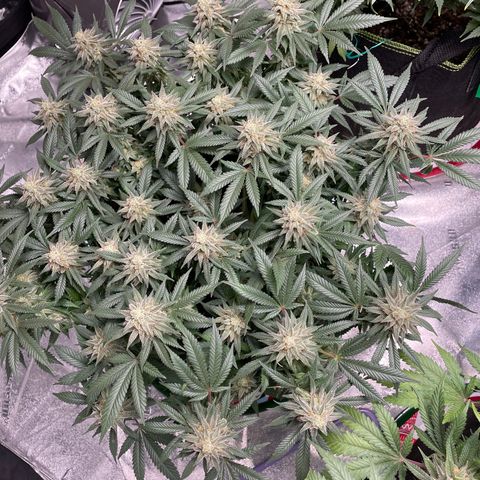 Pineapple Chunk growlog timeline photo