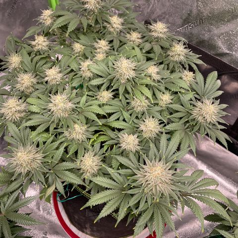 Pineapple Chunk growlog timeline photo