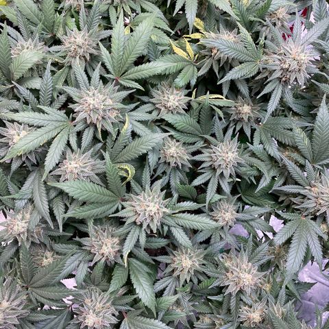 Pineapple Chunk growlog timeline photo