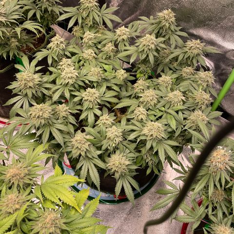 Pineapple Chunk growlog timeline photo