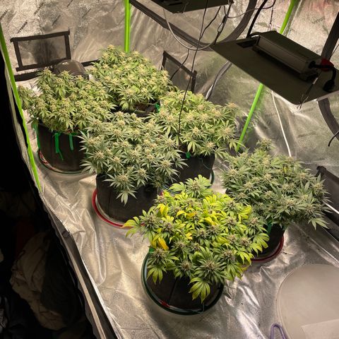 Pineapple Chunk growlog timeline photo