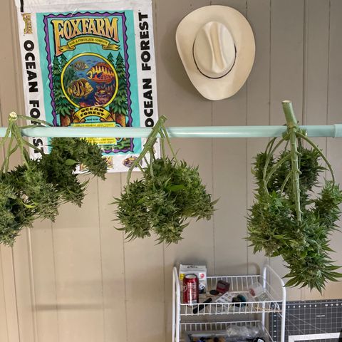 Pineapple Chunk growlog timeline photo