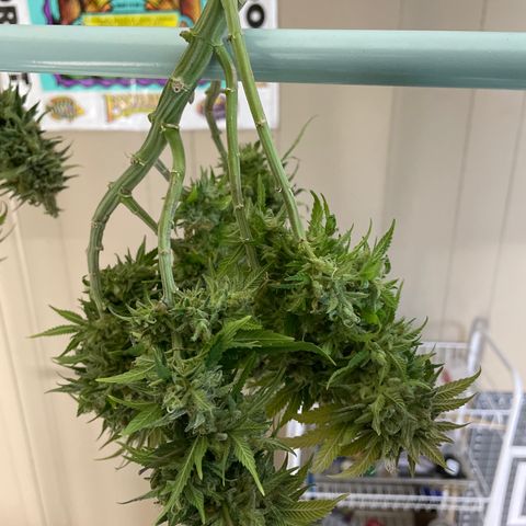 Pineapple Chunk growlog timeline photo
