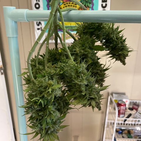 Pineapple Chunk growlog timeline photo