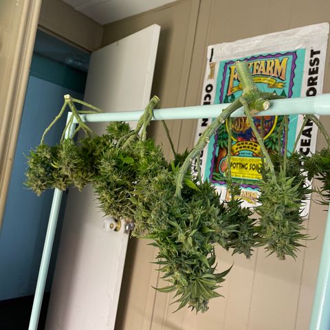 Pineapple Chunk growlog timeline photo