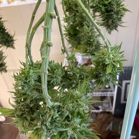 Pineapple Chunk growlog timeline photo