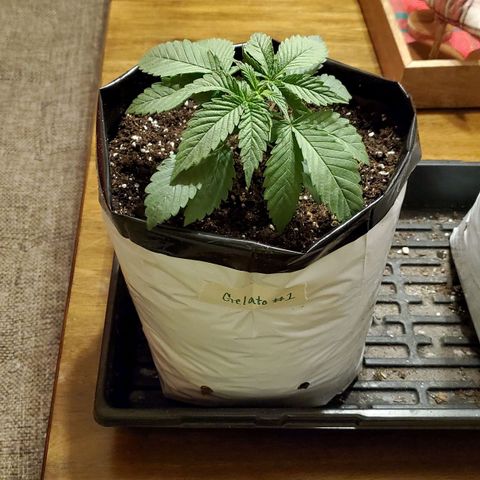 Gelato #1 growlog timeline photo