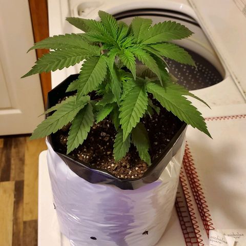 Gelato #1 growlog timeline photo