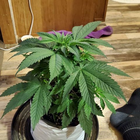 Gelato #1 growlog photo: Very vibrant! Great growth. 