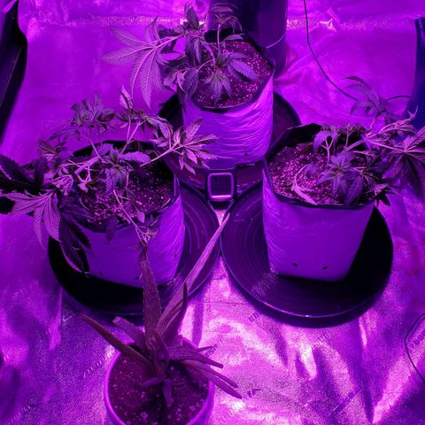 Gelato #1 growlog timeline photo