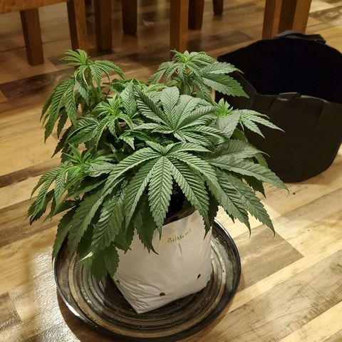 Gelato #1 growlog timeline photo