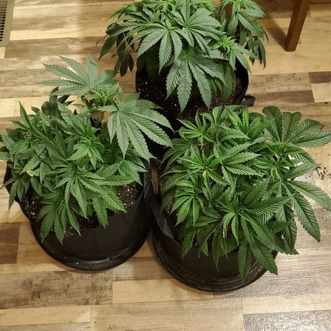 Gelato #1 growlog photo: Transplanted into 5 gallon fabric pots. I completely screwed up the whole super croping thing 🤦‍♂️ oh well next grow ill have it! Very big growth over the week. Average temp for the week was between 72-88° humidity levels have been hard to keep in the 50's but im averaging 42% during the daylight and 48% when the lights are off. 