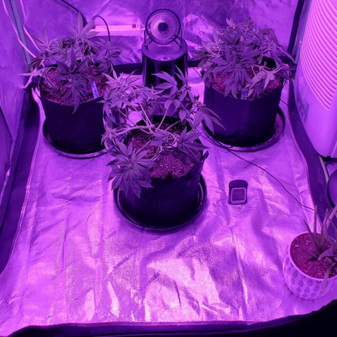 Gelato #1 growlog photo: Before and after pics of trimming/LST