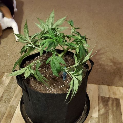 Gelato #1 growlog photo: Before and after pics of trimming/LST