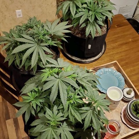 Gelato #1 growlog photo: Before and after pics of trimming/LST