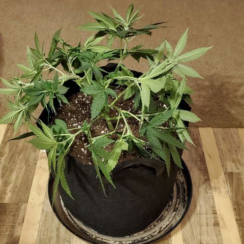 Gelato #1 growlog photo: Before and after pics of trimming/LST