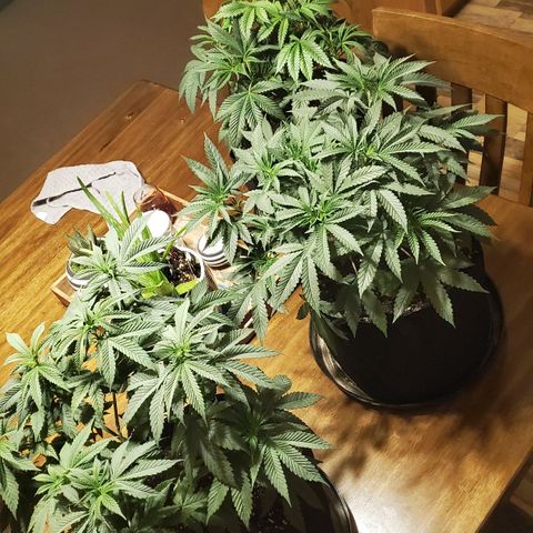 Gelato #1 growlog timeline photo