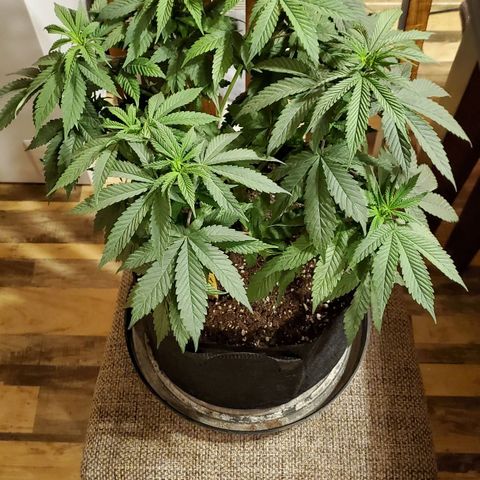 Gelato #1 growlog timeline photo