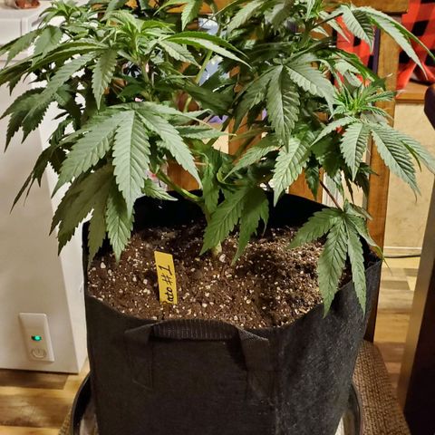 Gelato #1 growlog timeline photo