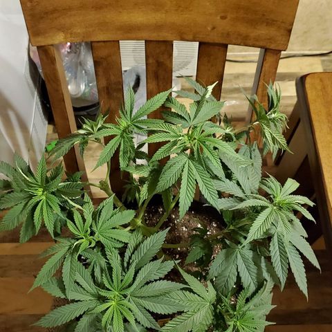 Gelato #1 growlog timeline photo