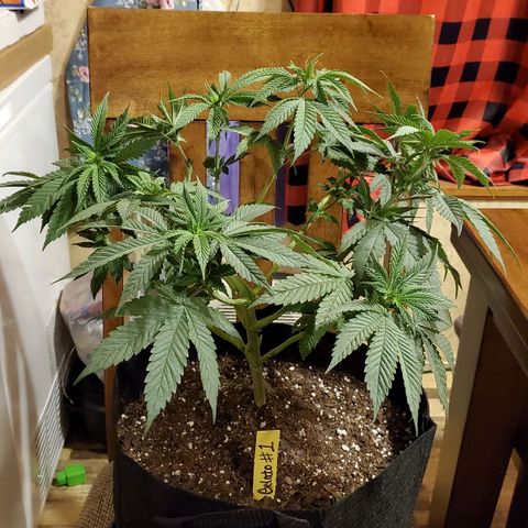 Gelato #1 growlog timeline photo