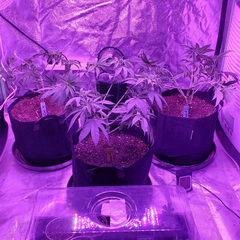 Gelato #1 growlog timeline photo