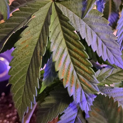 Gelato #1 growlog photo: Showing some signs of a deficiency 