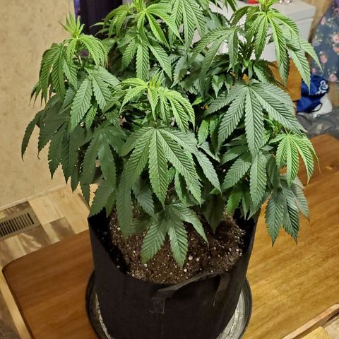 Gelato #1 growlog timeline photo