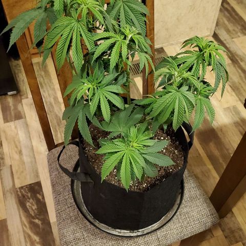 Gelato #1 growlog timeline photo