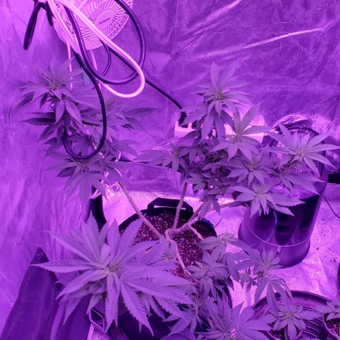 Gelato #1 growlog timeline photo