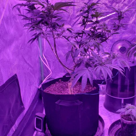 Gelato #1 growlog timeline photo