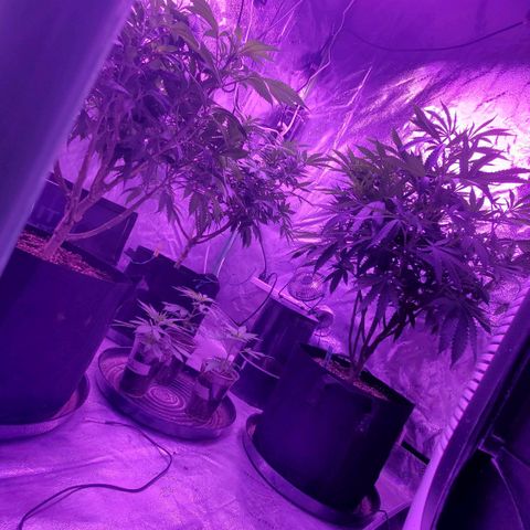 Gelato #1 growlog timeline photo