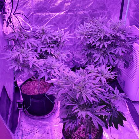 Gelato #1 growlog timeline photo