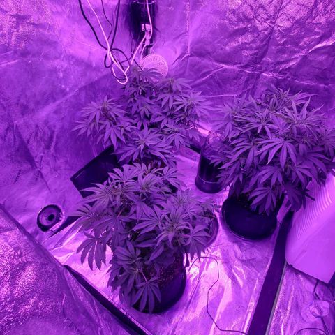 Gelato #1 growlog timeline photo
