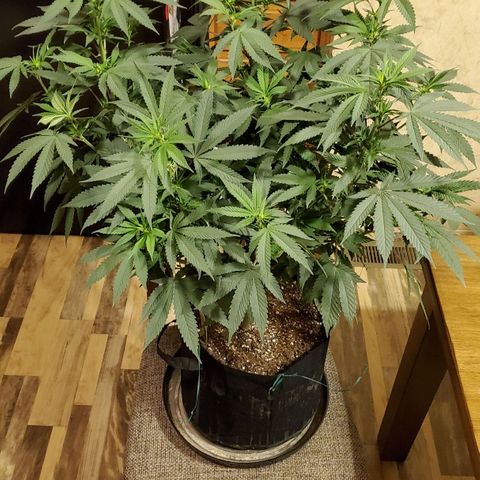 Gelato #1 growlog timeline photo