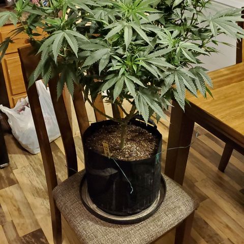 Gelato #1 growlog timeline photo